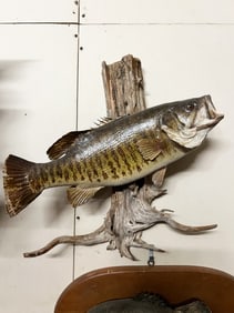 Smallmouth Bass Taxidermy Driftwood Mount