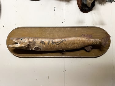 Northern Pike Taxidermy