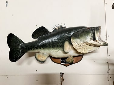 Largemouth Bass Taxidermy Florida