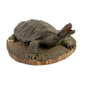Taxidermy Snapping Turtle on Board