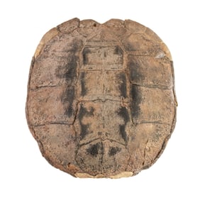 Taxidermy Snapping Turtle Shell