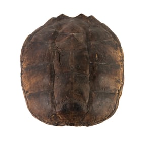 Taxidermy Snapping Turtle Shell