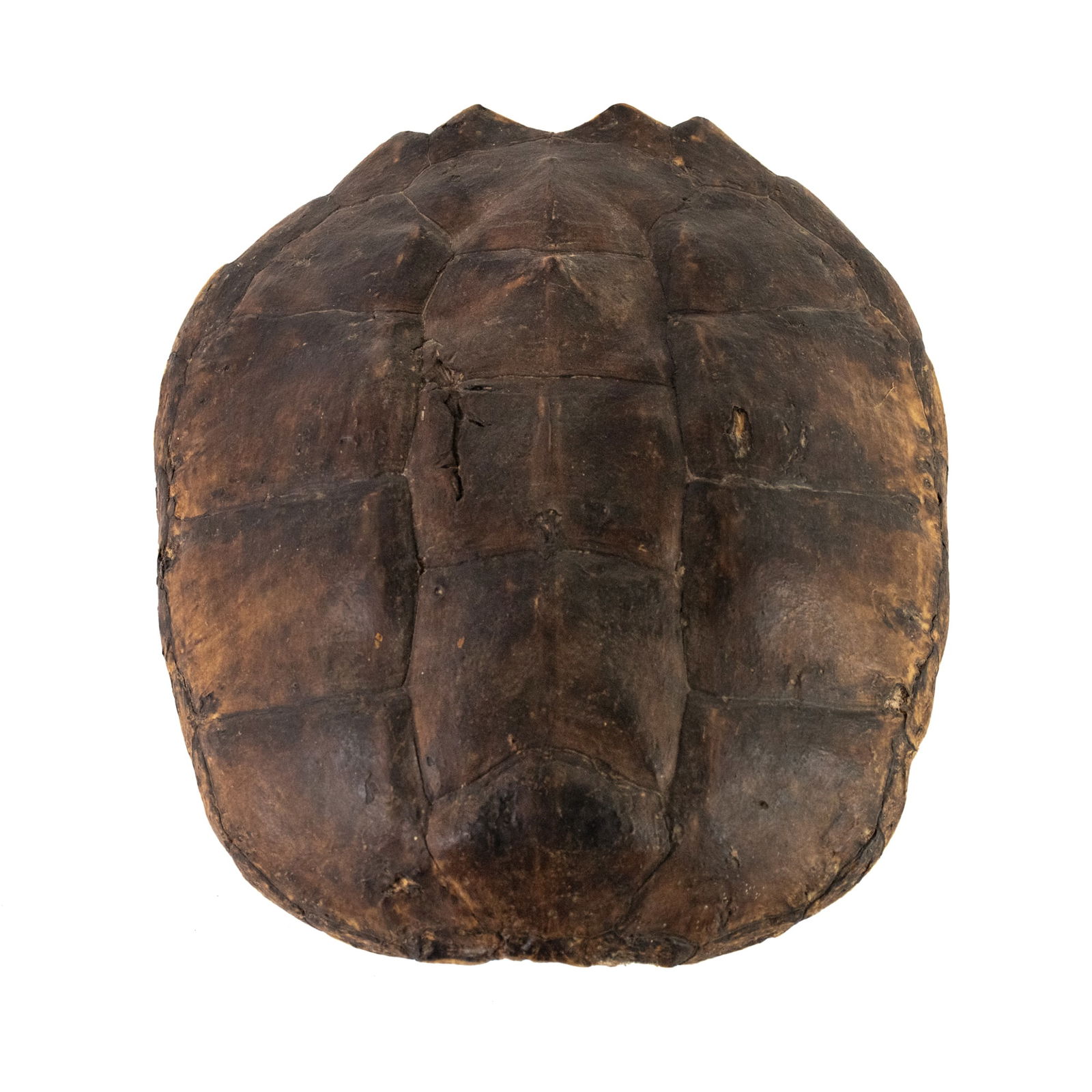 Taxidermy Snapping Turtle Shell (1 of 7)