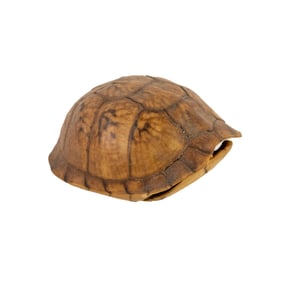 Taxidermy Box Turtle Shell