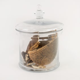 Collection of Dried Broken Animal Shells