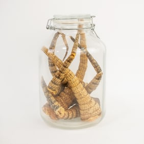 Collection of Taxidermy Armadillo Tails