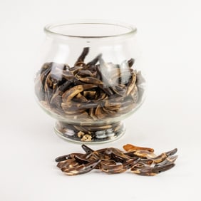 Collection of Aged Brown Buffalo Teeth