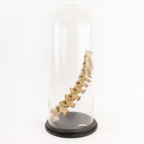Mounted Cow Spine Portion