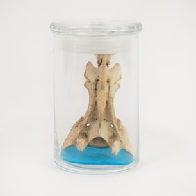 Small Animal Sacrum Bone