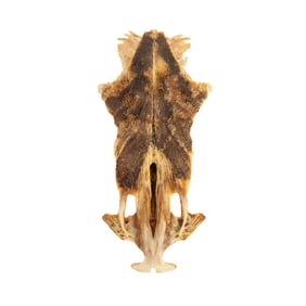 Crucifix Catfish Skull Plate