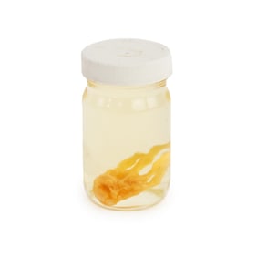 Unidentified Preserved Paw Wet Specimen