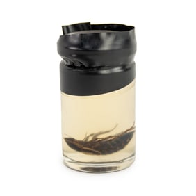 Preserved Cockroach Wet Specimen