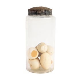 (8) Group of Reptile Eggs