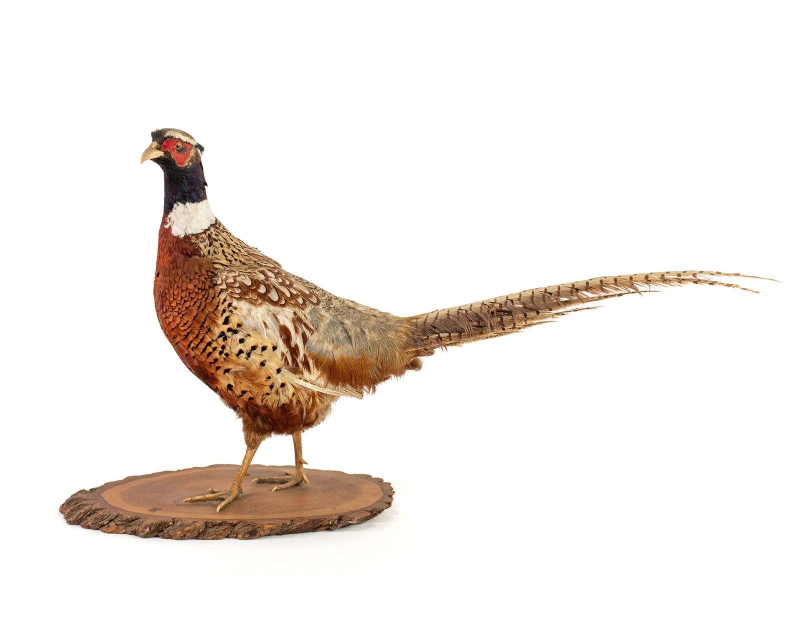 Taxidermy Ring-Necked Pheasant on Plaque (1 of 5)