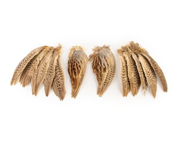 Collection of Pheasant Wings