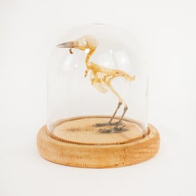 Small Bird Skeleton