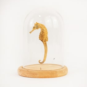 Taxidermy Seahorse