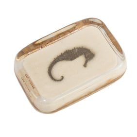 20th C New York Aquarium Taxidermy Seahorse in Glass