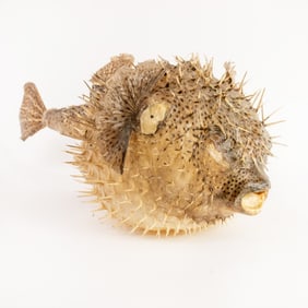 Taxidermy Porcupine Puffer  Fish