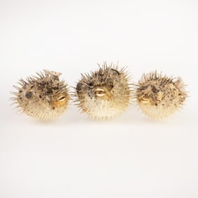 (3) Group of Taxidermy Porcupine Fish