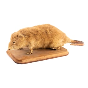 Taxidermy Muskrat
