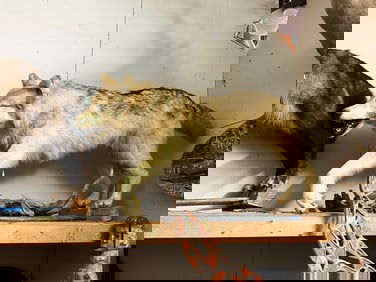 Grey Timberwolf Full Body Taxidermy Yukon Territory