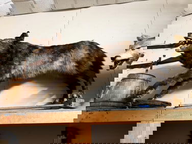 Black Timberwolf Full Body Taxidermy Yukon Territory