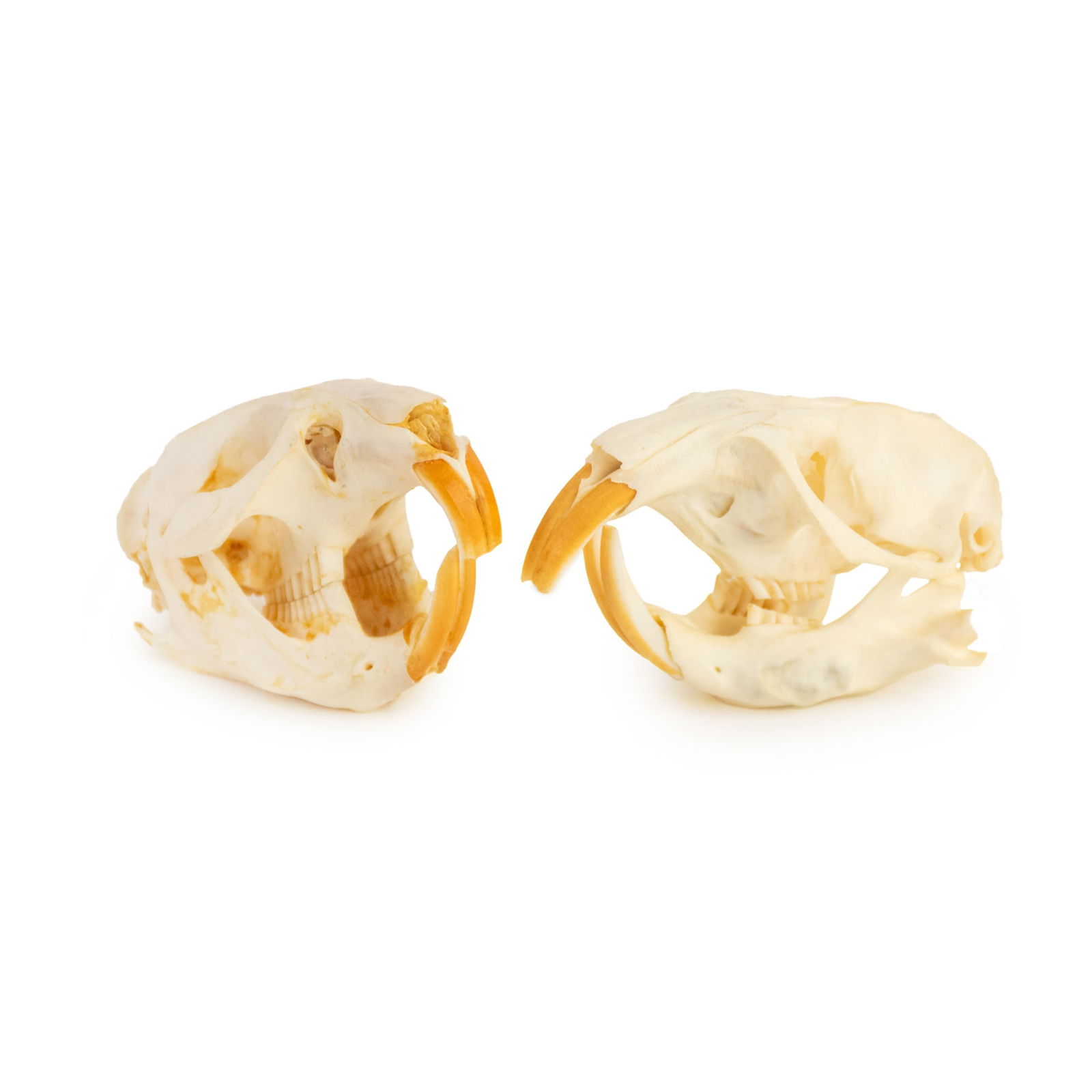 Pair of Muskrat Skulls (1 of 4)