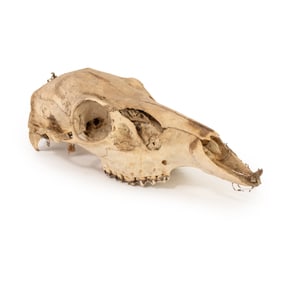Blacktail Deer Skull