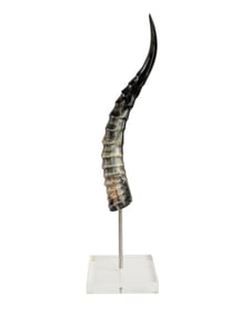 Taxidermy Polished Antelope Horn