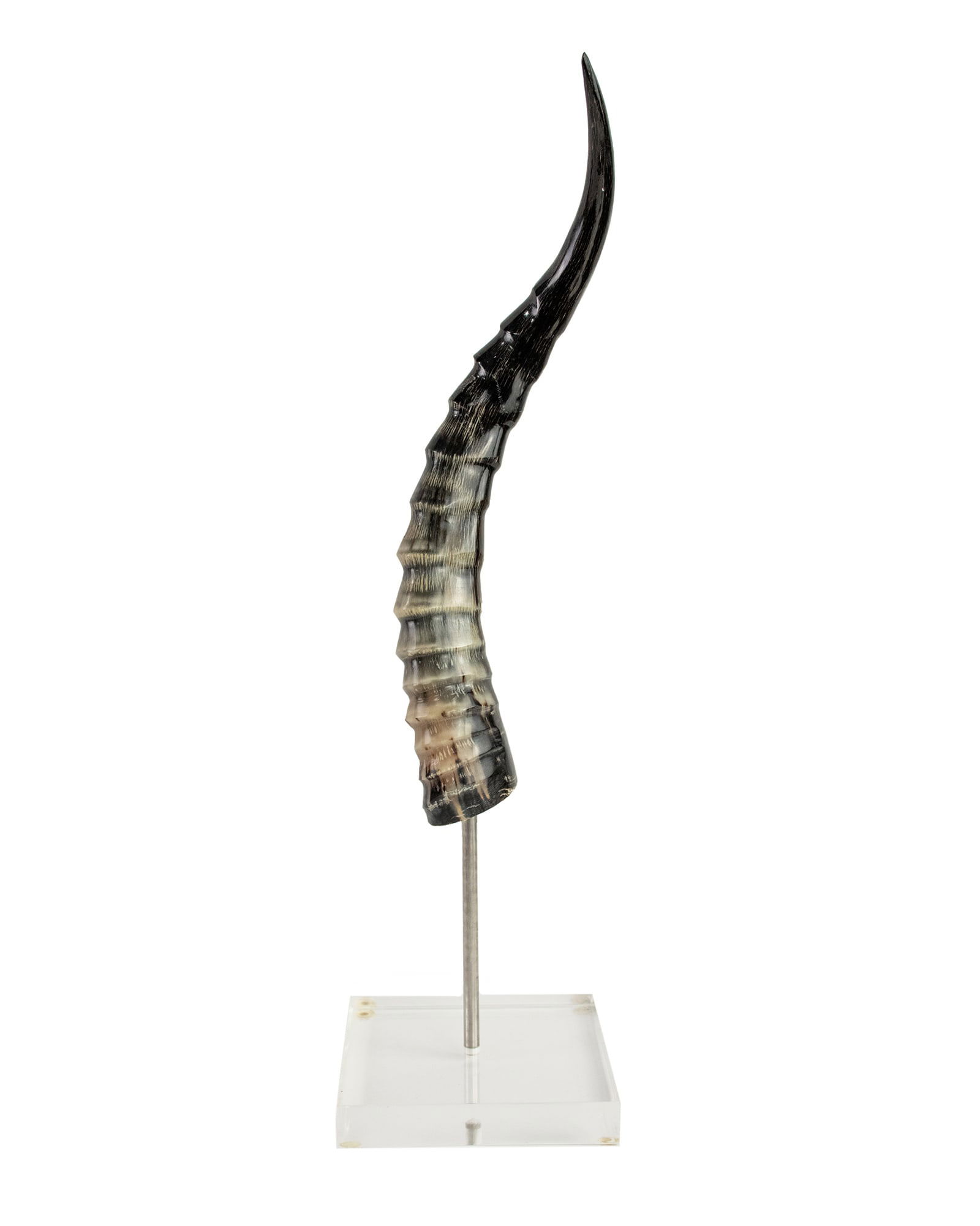 Taxidermy Polished Antelope Horn (1 of 6)