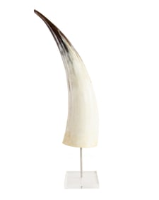 Polished Black & White Cow Horn
