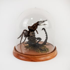 Taxidermy Dueling Scorpion and Tarantula
