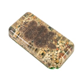 Taxidermy Rattlesnake in Resin Cast