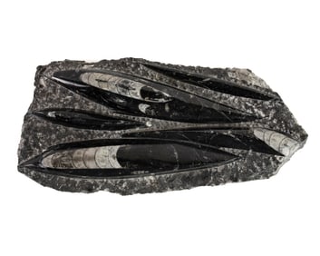 Orthoceras Fossil Plate