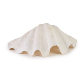 Natural Giant Clam Halfshell