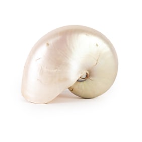 Natural Iridescent Nautilus Shell