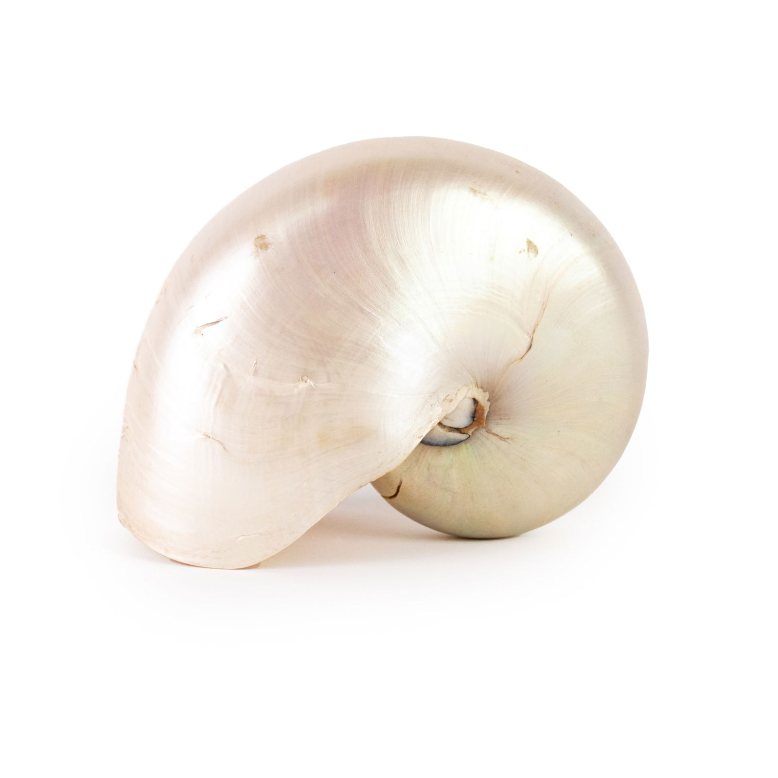 Natural Iridescent Nautilus Shell (1 of 5)