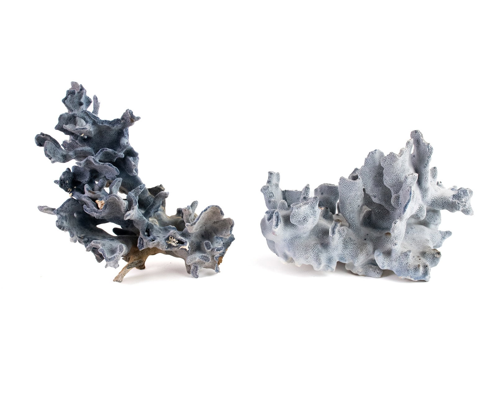Pair of Natural Blue Coral Clusters: A pair of natural blue coral clusters. Measurements are for largest piece. SHIPPING Please note that packing fees will be higher on this item due to fragility and time.