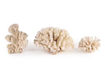 (3) Group of Natural Assorted Coral