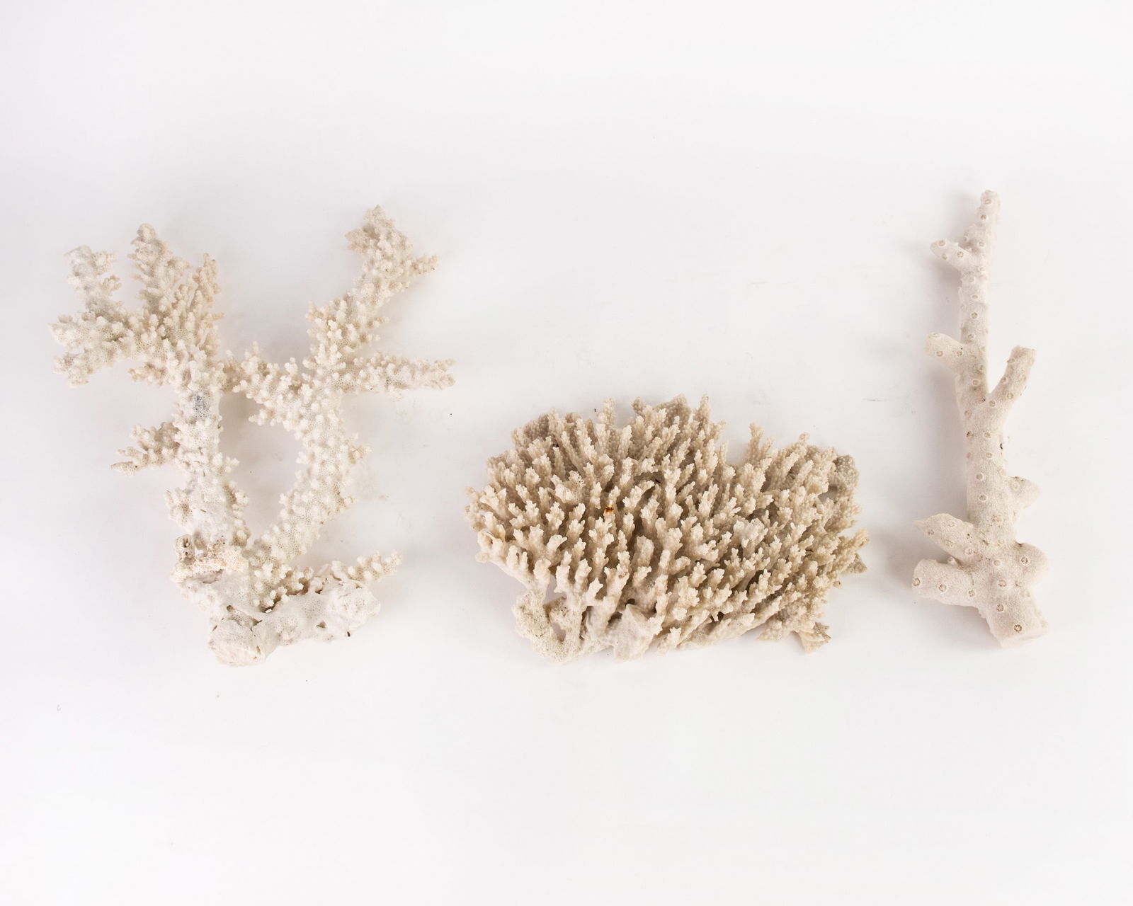 (3) Group of Natural Assorted Coral (1 of 7)