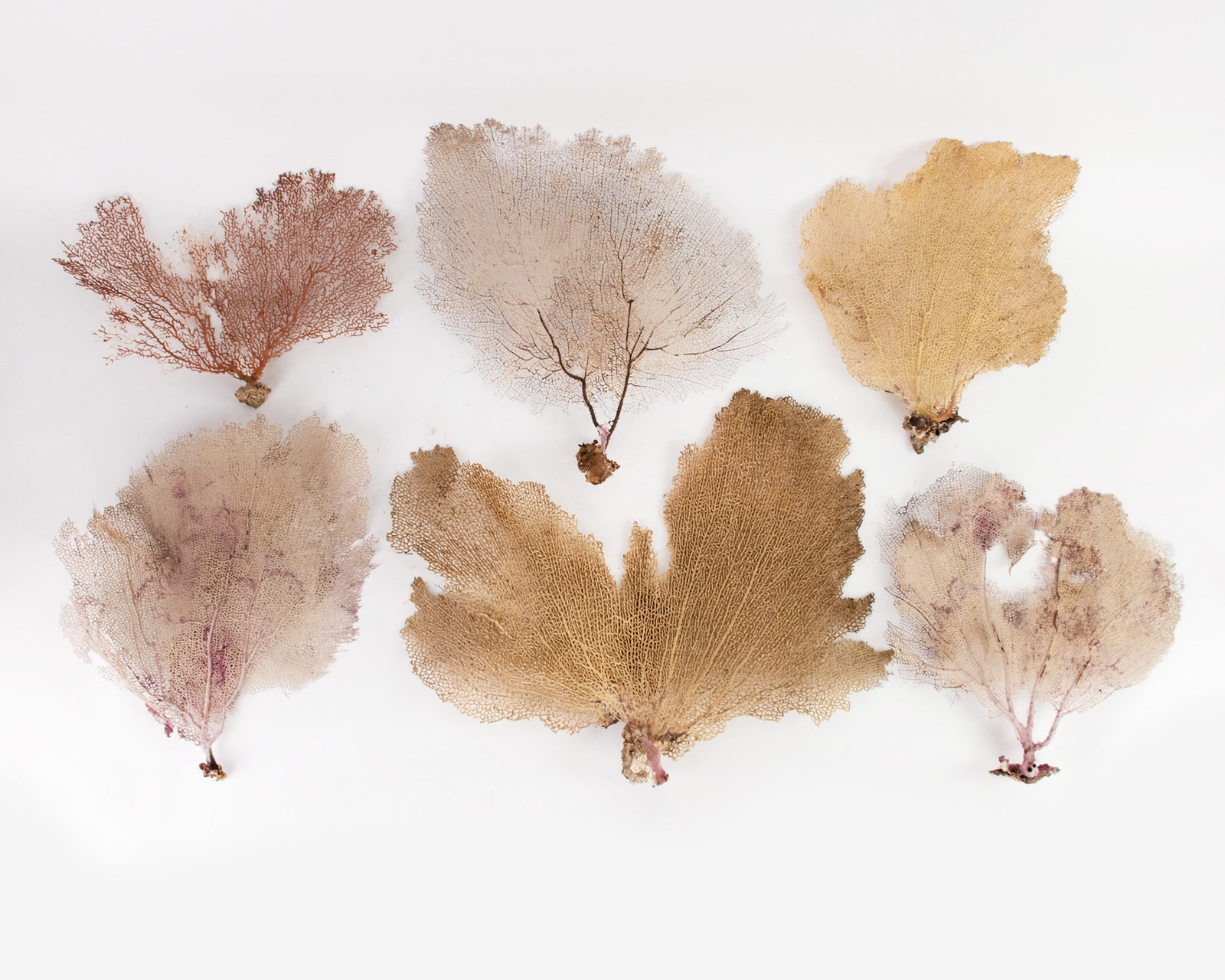 (6) Group of Natural Sea Fans: A group of (6) dried natural sea fans in assorted colors.