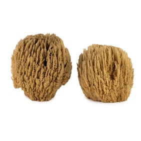 Pair of Natural Dried Ocean Sponges