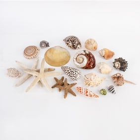 Collection of Assorted Seashells