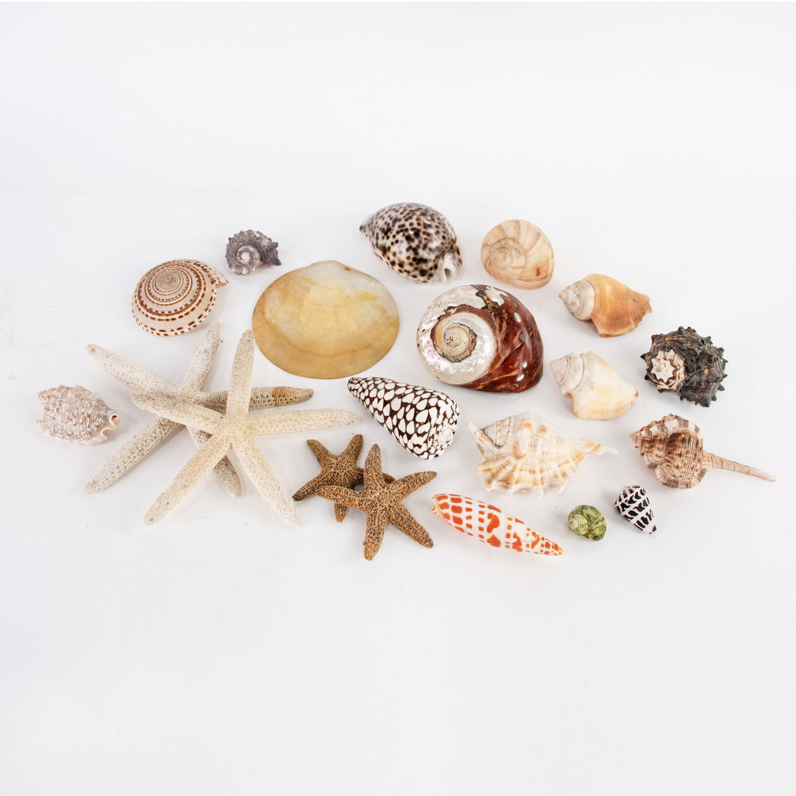Collection of Assorted Seashells (1 of 8)