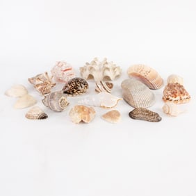 Collection of Assorted Seashells