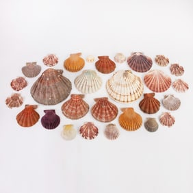 Collection of Assorted Scallop Shells