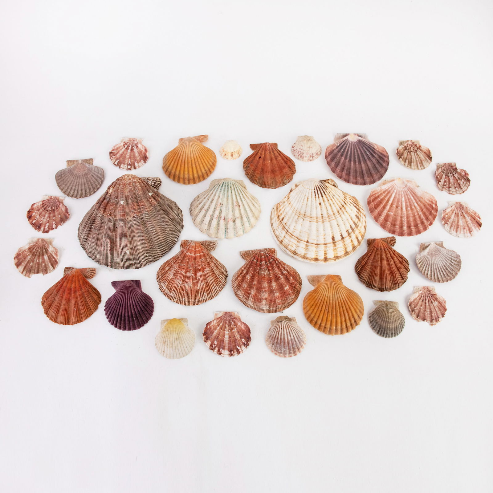 Collection of Assorted Scallop Shells (1 of 6)