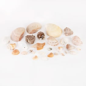 Collection of Assorted Seashells