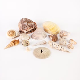 Collection of Assorted Seashells